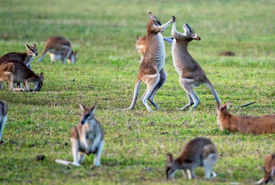 Animals that live in Australia