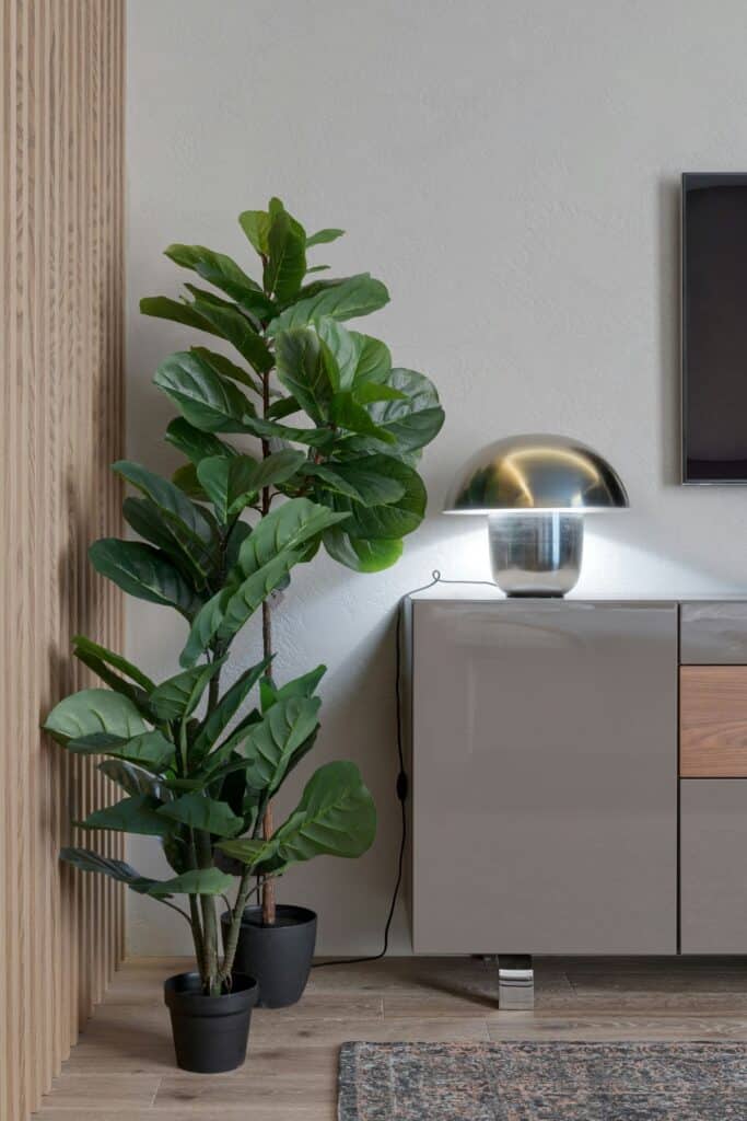 Beautify Your Space and Boost Your Mood with indoor plants